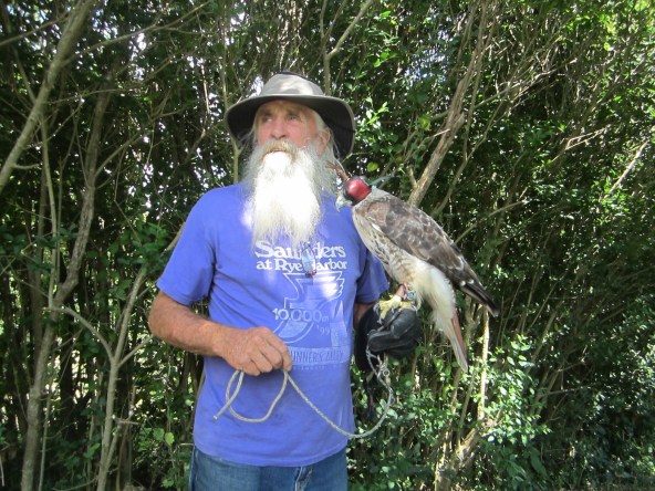 Tom Mulholland and his red-tailed hawk. 