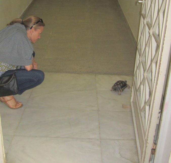 Turtle without a ticket. 