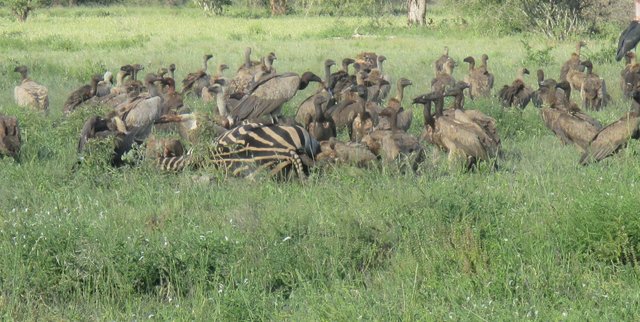 vultures with zebra