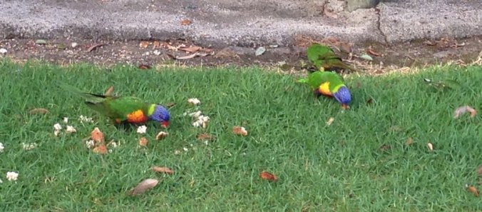 The resident parrots at our funky motel. 